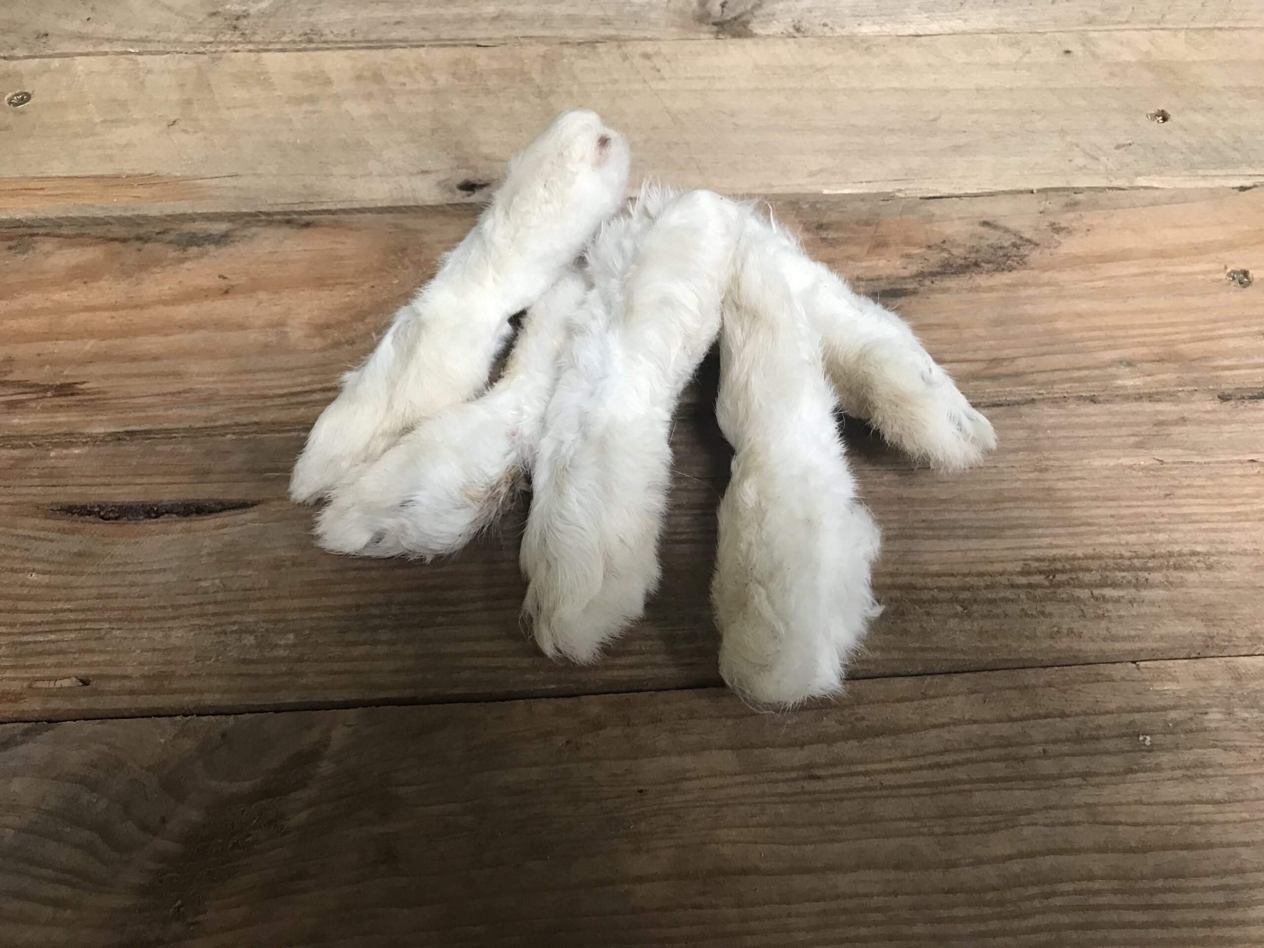 Dried Hairy Rabbit Feet – 5pcs