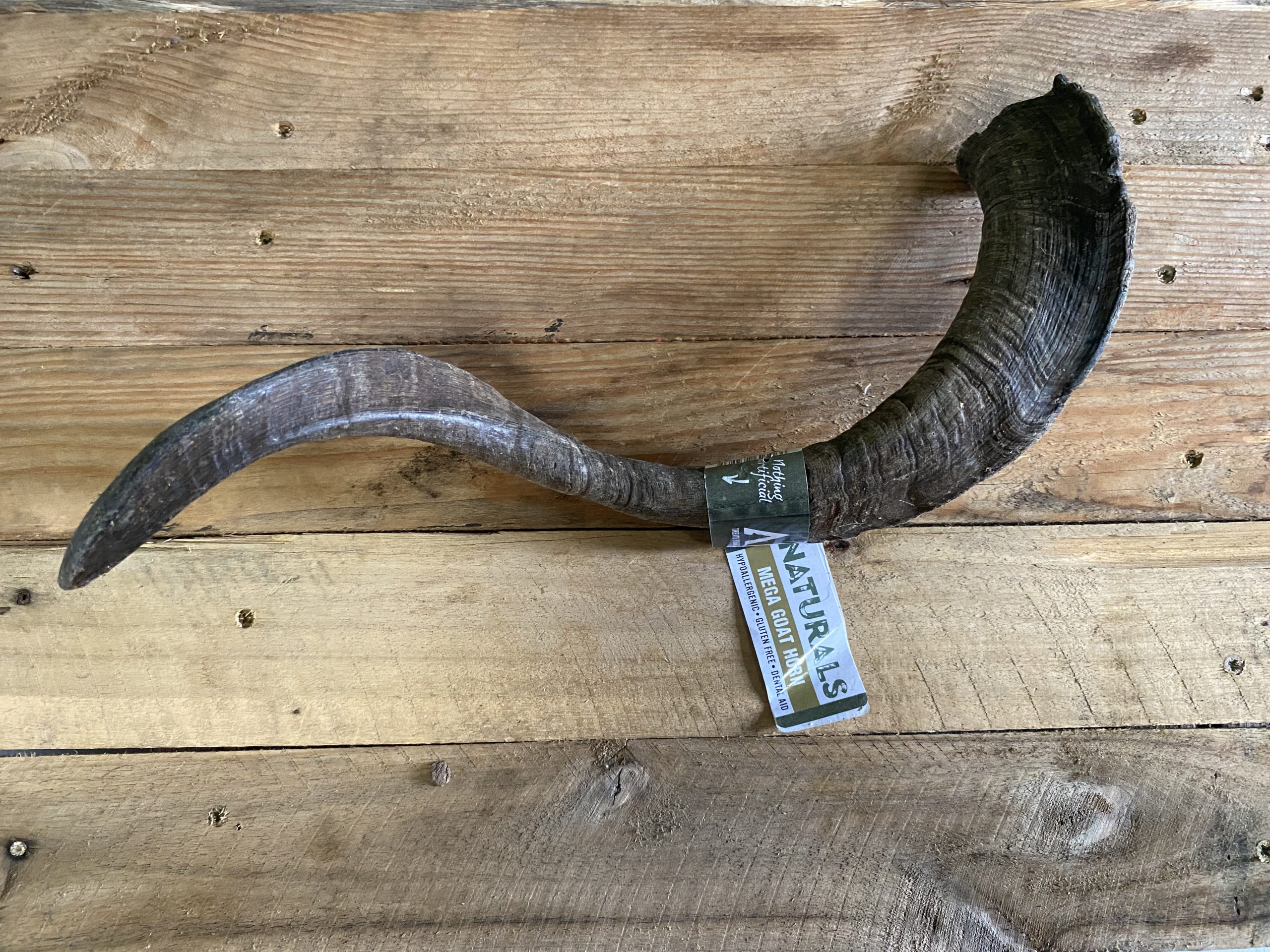 Mega Goat Horn – 1pc