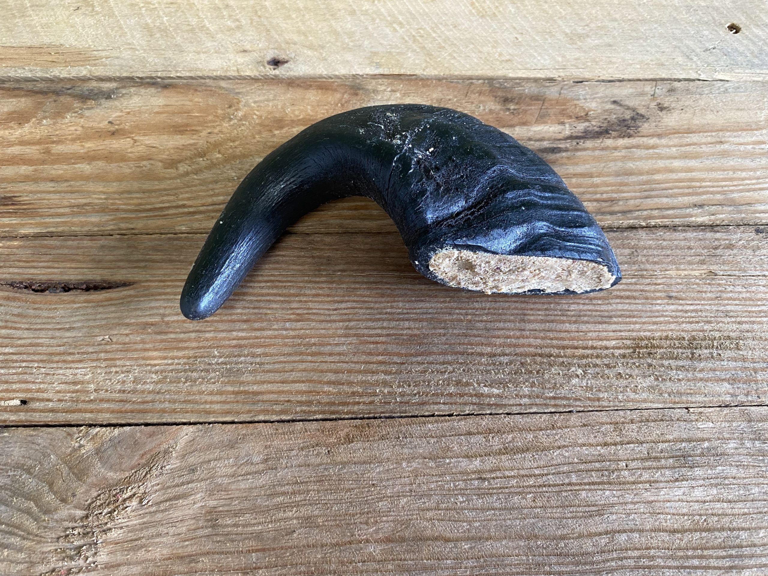 Filled  Buffalo Horn – 1pc